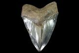 Serrated, Fossil Megalodon Tooth - South Carolina #95305-1